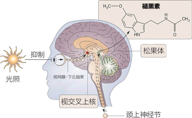 松果腺 褪黑素